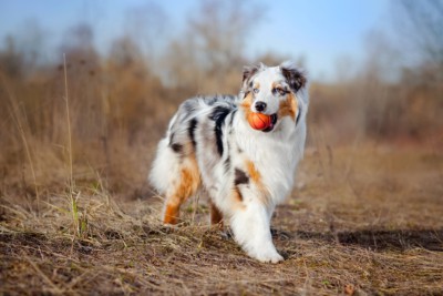 Australian Shepherd Breed Information (with Photos and videos)