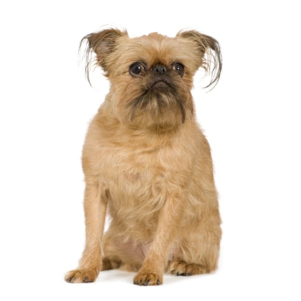 Brussels Griffon Dog Breed Info, stats (Photos & Videos)