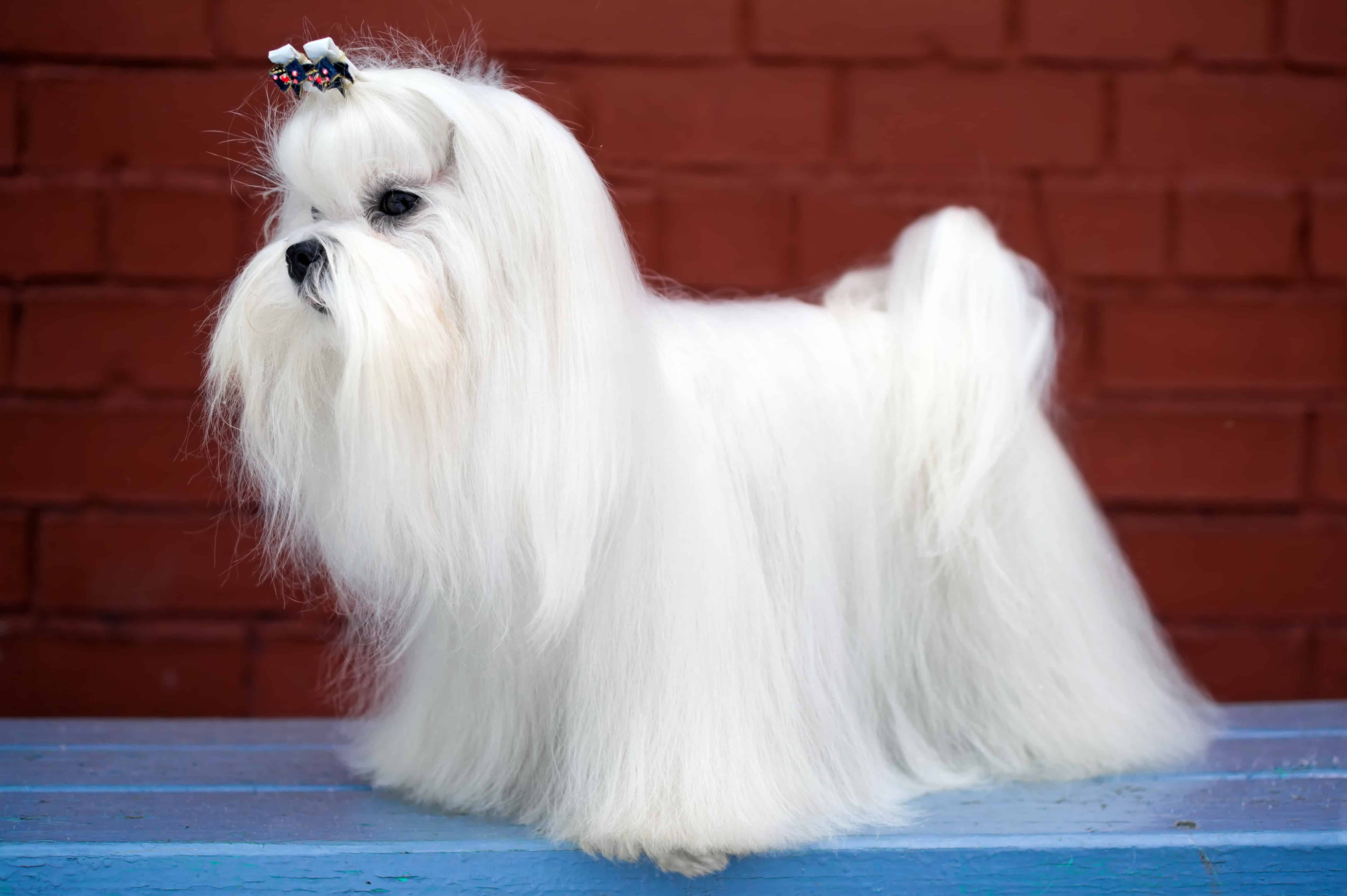 Maltese Dog Breed Guide, stats (Photos & Videos)