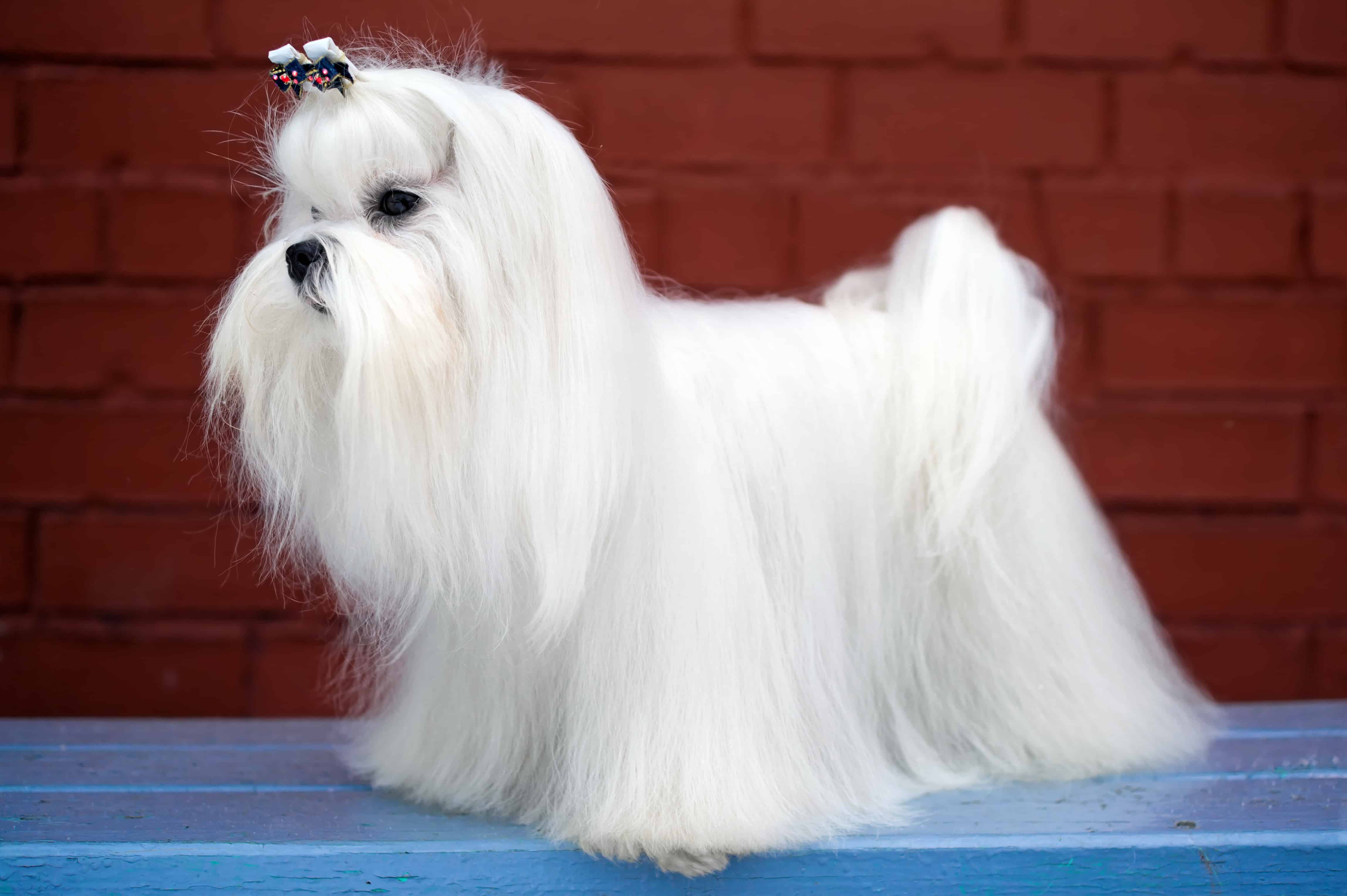 Maltese Dog Breed Guide Stats Photos Videos 