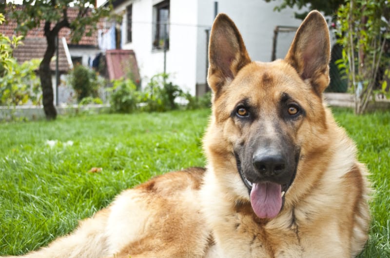 German Shepherd dog breed Information with facts & Health