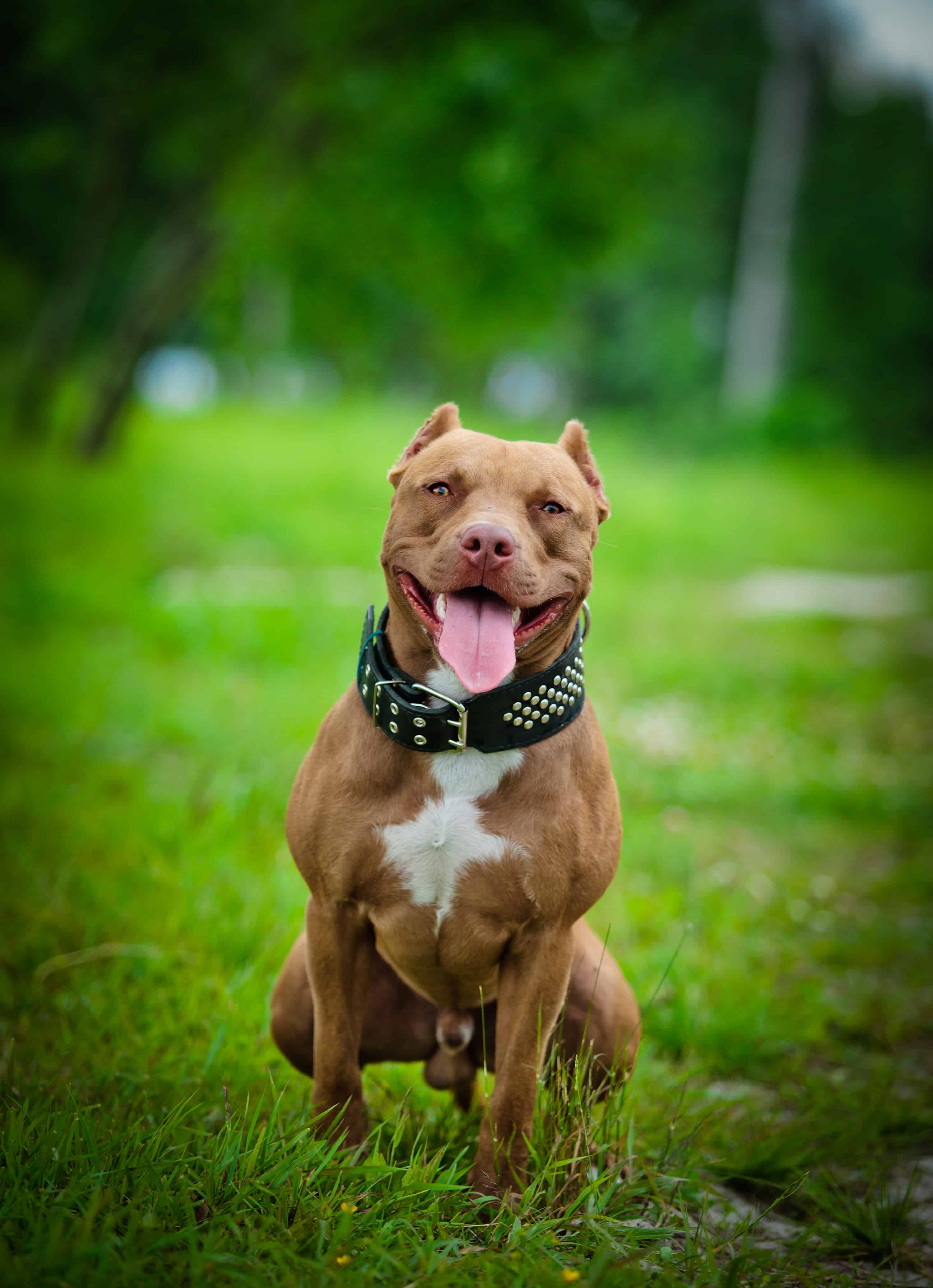 Pitbull Terrier Dog Breed Information , stats (Photos 