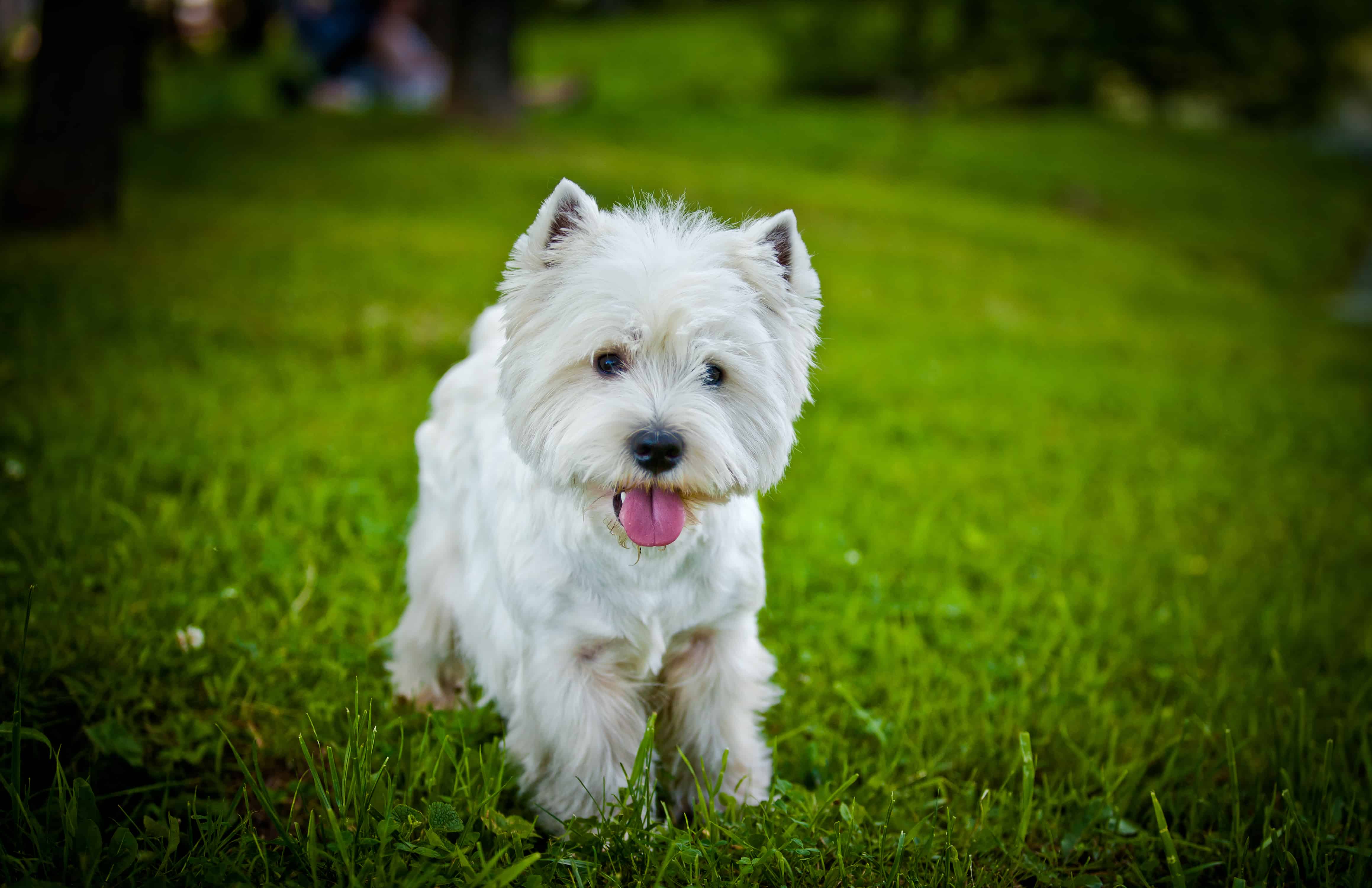 West Highland white terrier Dog Breed Info, stats (Photos ...