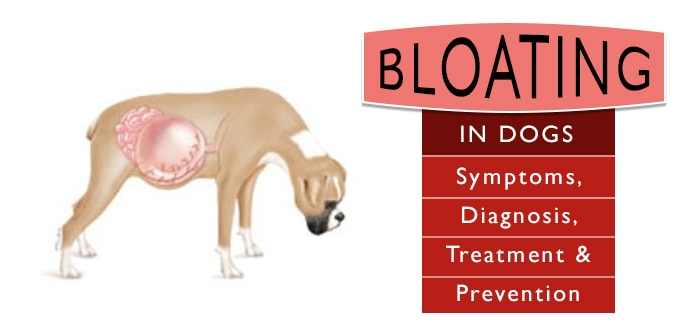 how long do symptoms of bloat last in dogs