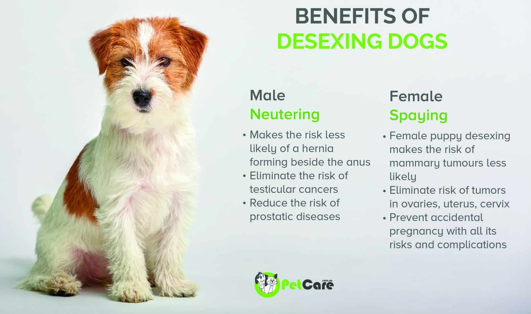 Benefits of desexing puppies