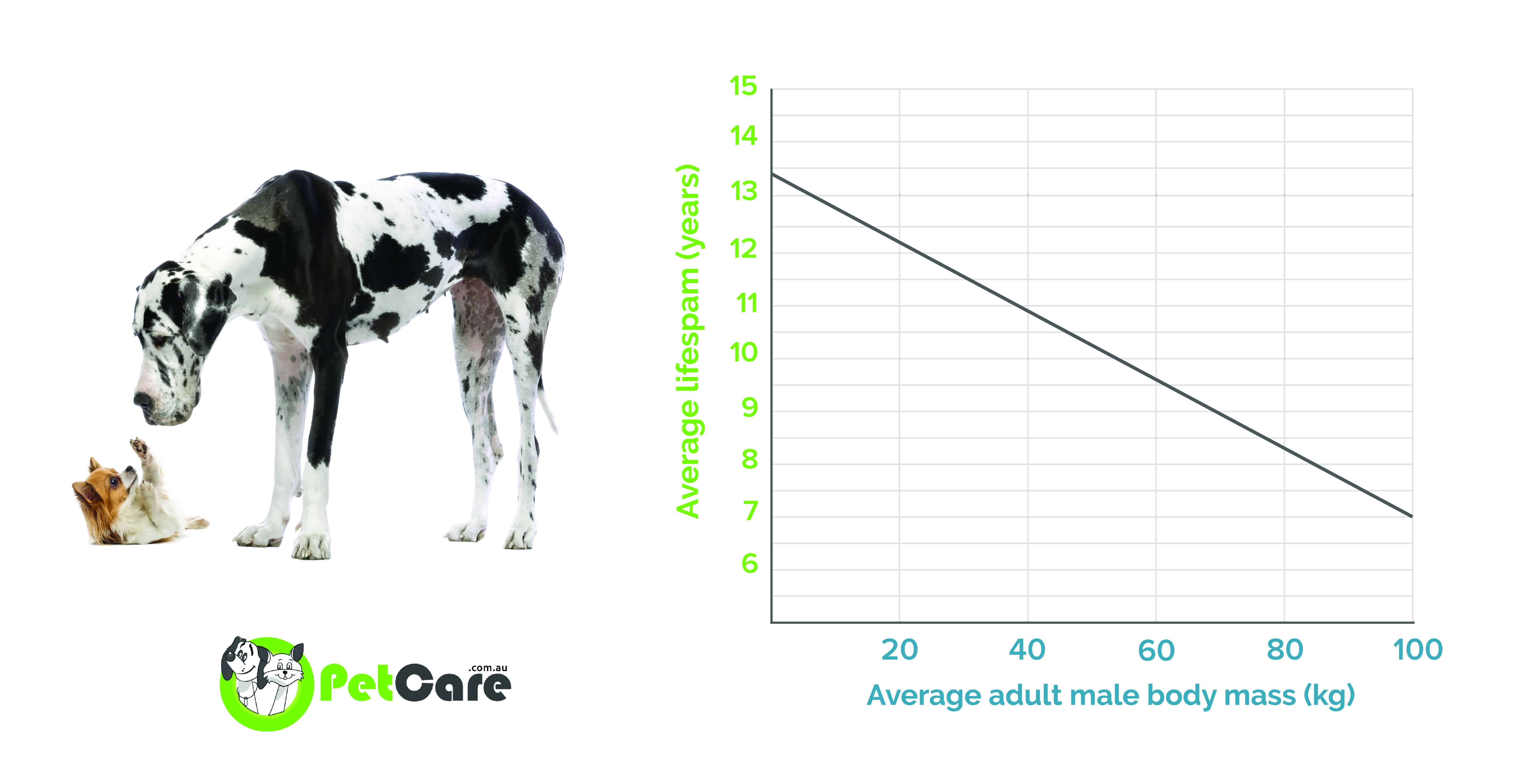 Dog weight vs age chart