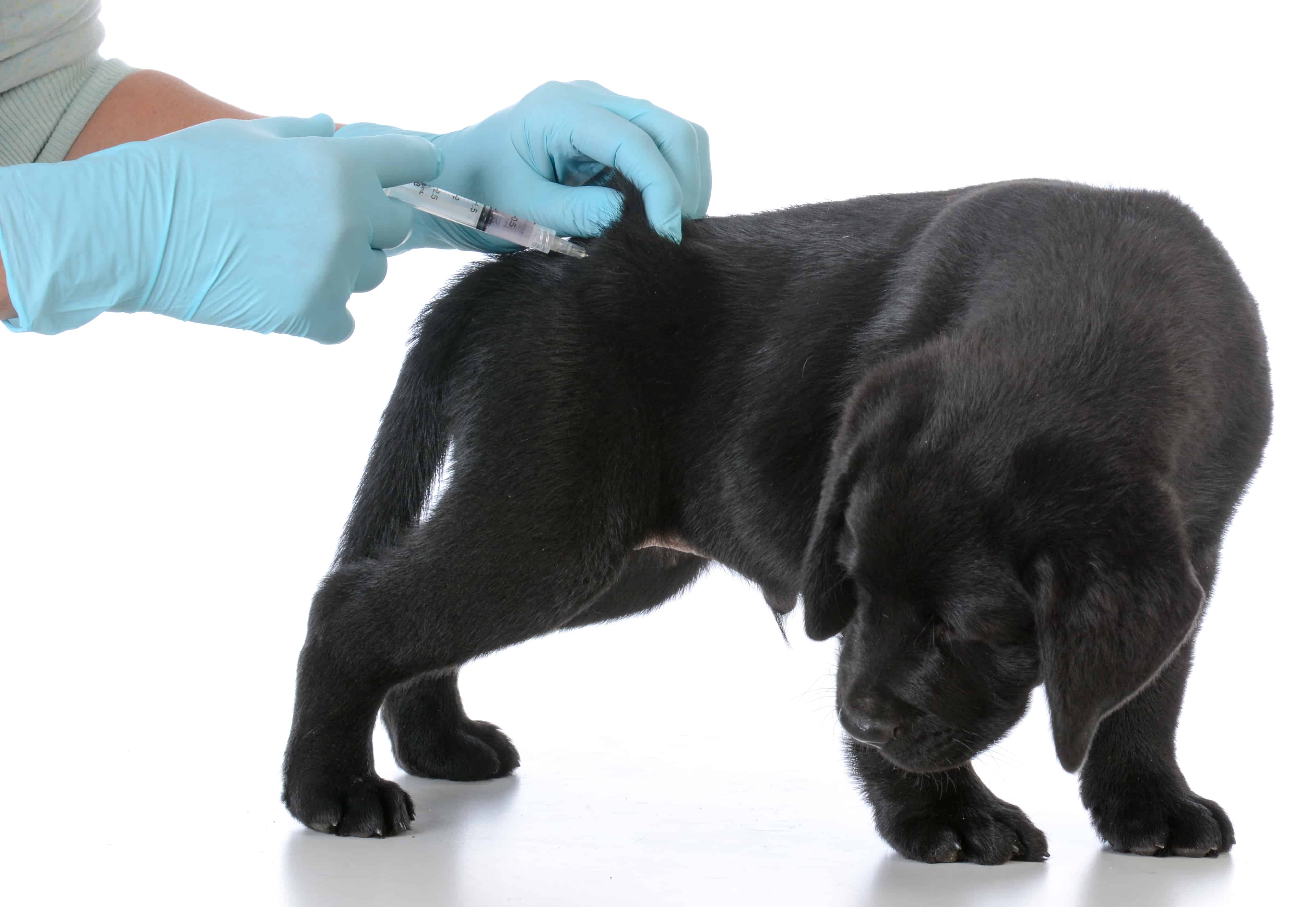 puppy getting vaccinated