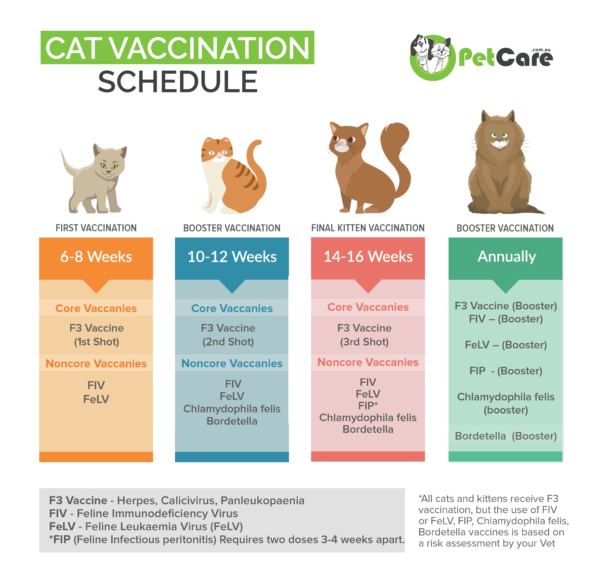Cat Vaccination Schedule & Cost why vaccinate your Kitten